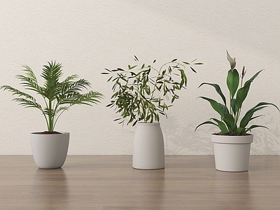 北欧盆栽 绿植盆栽盆景
