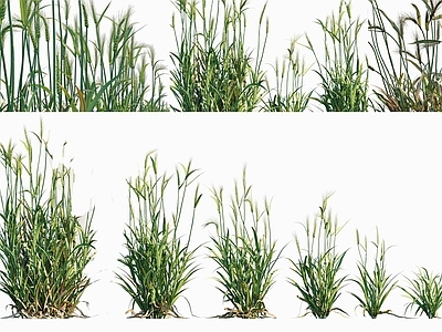 null草本植物 大麦 小麦农作物 大麦灌木绿植 景观植被牧草 粮食灌木花卉