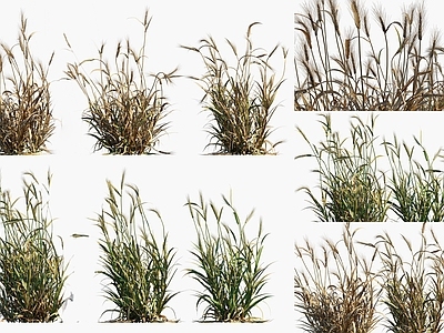 null草本植物 大麦 小麦农作物 大麦灌木绿植 景观植被牧草 粮食作物灌木花卉