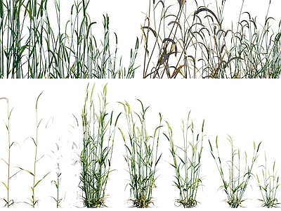 null草本植物 黑麦 黑麦子农作物 黑麦灌木绿植 景观植被牧草 粮食作物灌木花卉