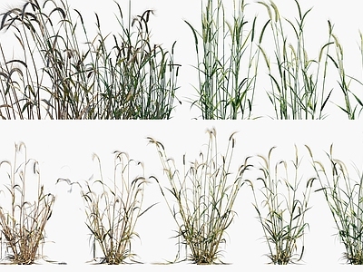 null草本植物 黑麦 黑麦子农作物 黑麦灌木绿植 景观植被牧草 灌木花卉
