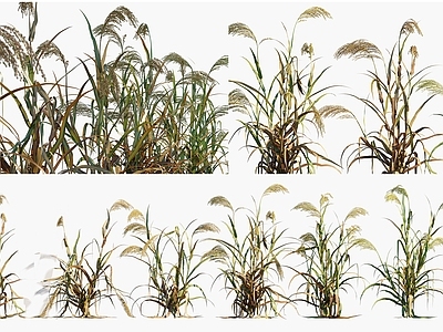 禅意花草组合 黄米 稷黍农作物 糜子灌木绿植 景观植被牧草 粮食作物农作物