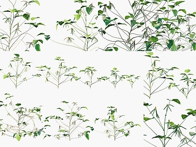 null草本植物 绿豆植物 绿豆农作物 绿豆灌木绿植  景观植被牧草  粮食作物农作物