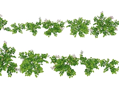 null农作物 马铃薯植物 土豆农作物 土豆灌木绿植 景观植被牧草 粮食作物农作物