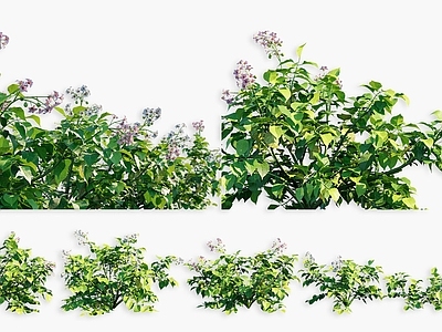 null花草组合 马铃薯植物 土豆农作物 土豆灌木绿植 景观植被牧草 粮食作物农作物