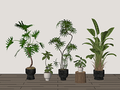 侘寂盆栽 绿植