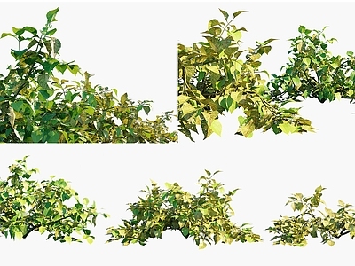 null农作物 马铃薯植物 土豆灌木绿植 景观植被牧草 粮食作物农作物 马铃薯