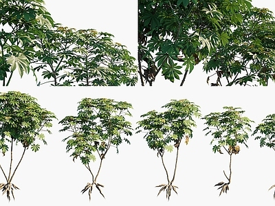 null农作物 木薯植物 木薯农作物 木薯灌木绿植 粮食作物农作物 灌木花卉