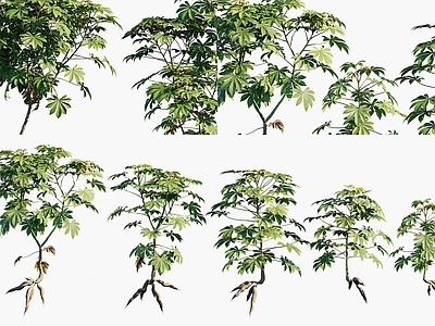 植物堆 木薯植物 木薯农作物 木薯灌木绿植 粮食作物农作物 灌木花卉