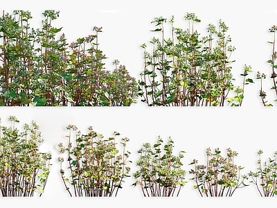 草本植物 荞麦农作物 荞麦麦灌木绿植 景观植被牧草 粮食作物农作物 灌木花卉