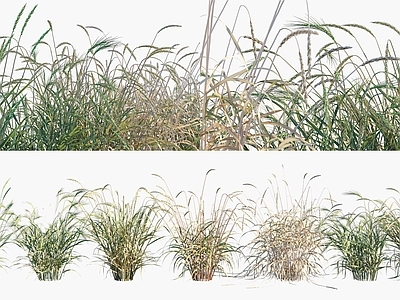 null草本植物 斯佩耳特小麦 小麦农作物 小麦灌木绿植 景观植被牧草 粮食作物农作物