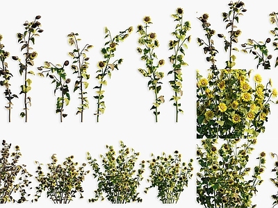 草本植物 向日葵植物 向阳花农作物 向日葵灌木绿植 向日葵 农作物灌木花卉