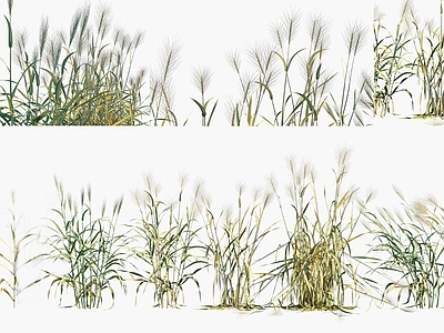 花草组合 小麦植物 小麦农作物 小麦灌木绿植 景观植被牧草 粮食作物农作物