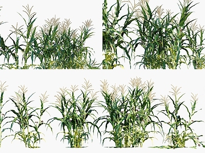 null植物堆 玉米植物 玉米农作物 玉米灌木绿植 景观植被牧草 粮食作物农作物