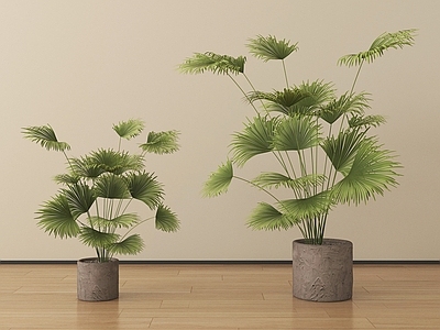 侘寂盆栽 植物盆栽绿植