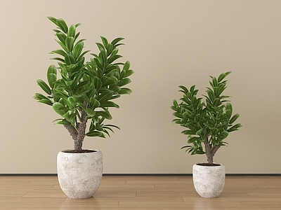 现代简约盆栽 植物盆栽绿植