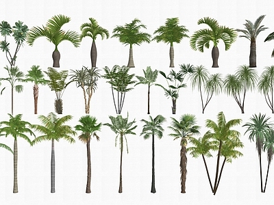热带植物造景乔木 3D热带乔木 热带乔木 3D热带植物