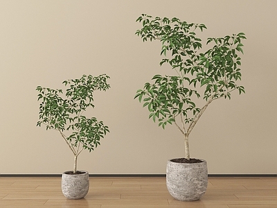 北欧盆栽 植物盆栽绿植