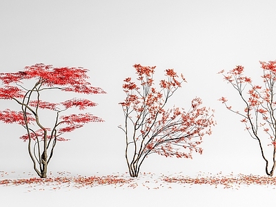 禅意花境 红枫 鸡爪槭 景观树 花镜 庭院小品