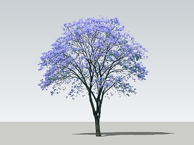 2D蓝花楹 蓝花楹 开花乔木 蓝花楹大树 景观花树