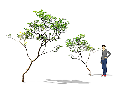 禅意灌木 2d植物 海岛春花 庭院造型树