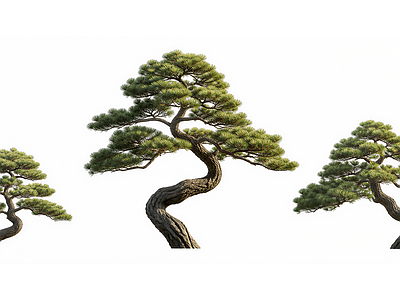 新中式乔木 2D植物 造型黑松