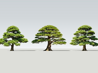 新中式景观乔木 2D精品造型松 罗汉松 造型松树 盆栽松树 孤植松树