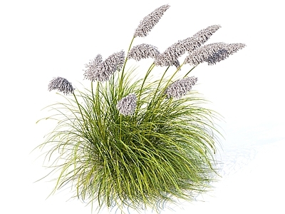 自然野趣景观草本植物