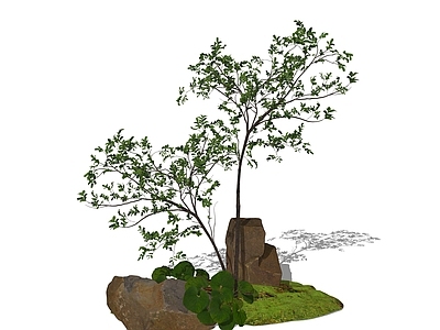 禅意乔木 海岛春花 海岛栀子 杂木植物