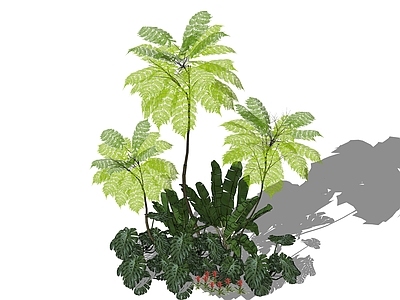热带自然风乔木 粘叶豆 巴西豆 桫椤豆 热植