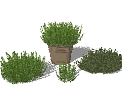 null草本植物 迷迭香 地中海盆栽 香料植物