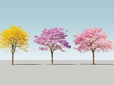 null乔木 2D精品风铃木 黄花风铃木 紫花风铃木 红花风铃木 景观花树