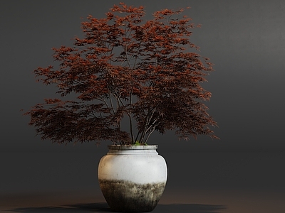 禅意盆景 盆栽树植物摆件