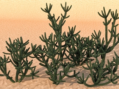 null沙漠植物