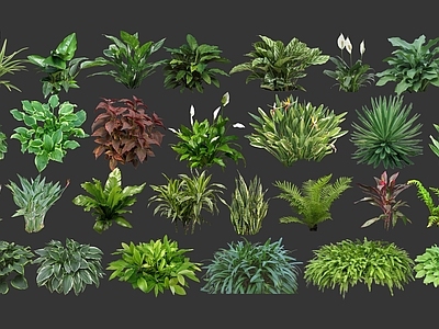 草本植物 2D大叶植物 2D地被植物