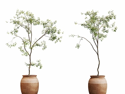 侘寂盆栽 盆栽植物树摆件