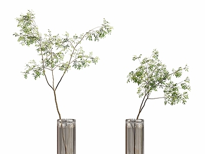 日式侘寂风盆栽 水养绿植盆栽摆件
