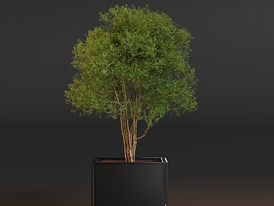 极简主义盆栽 盆栽绿植树摆件