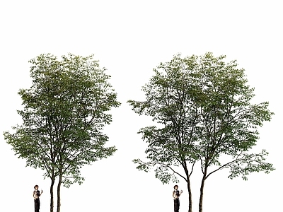 null乔木 盆栽绿植树摆件 景观树