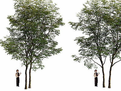 植物树 景观绿植 景观树