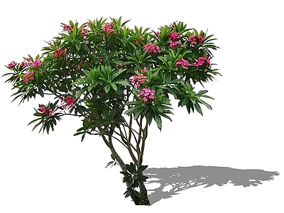 灌木 2D造型鸡蛋花 主景树热带植物 精美庭院树