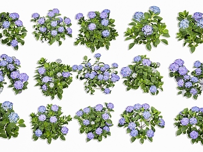 null草本植物 绣球花 大叶绣球花 蓝色绣球花 道路绿化花卉 绣球花灌木花卉