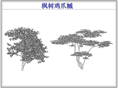 灌木种植 灌木红枫树鸡爪槭