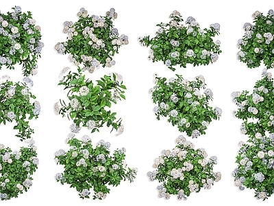null花境 绣球花 花草花卉 街道花卉绿植 草坪灌木花卉 白色绣球花