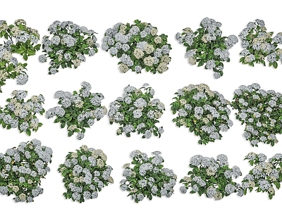 null花境 绣球花 花卉花草 道路灌木花卉绿植 草坪灌木绿植 白色绣球花