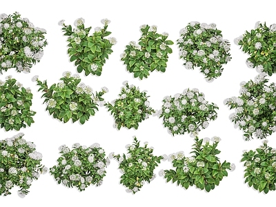 null花境 绣球花 白色绣球花 紫阳花 木绣球花 道路灌木花草花卉