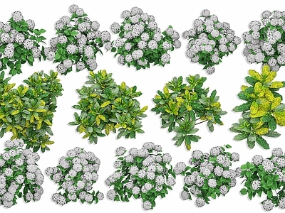 null草本植物 绣球花 白色绣球花 开花绣球花 道路灌木花卉绿植 灌木花草