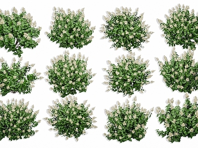 现代花境 白丁香 绣球花 花草花卉 灌木花卉绿植 道路绣球花植物