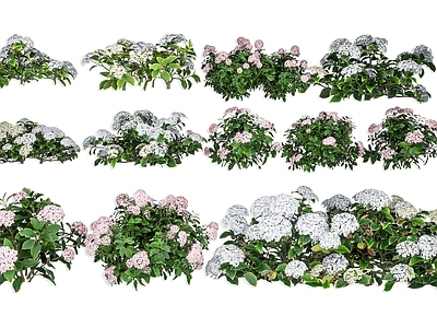 null草本植物 绣球花 粉色绣球花 白色绣球花 户外景观花草花卉 灌木花卉绿植
