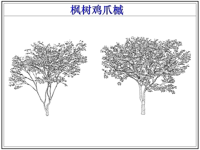 灌木种植 灌木红枫树鸡爪槭